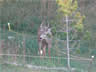 Bock im Garten vom Arcona-House