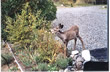 Reh im Garten